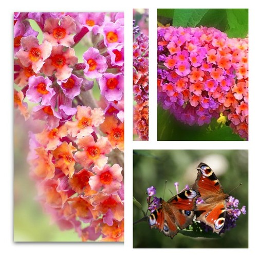 Buddleja flower - buddleja,