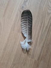 Vogelfeder Greifvogelfeder Feder