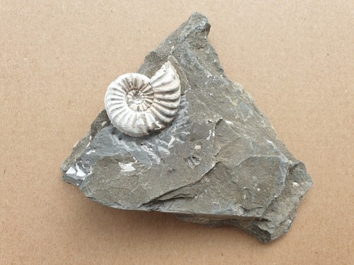 Pleuroceras transiens situ - transiens, in