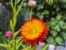 Strohblume Sorte: Orange Fire