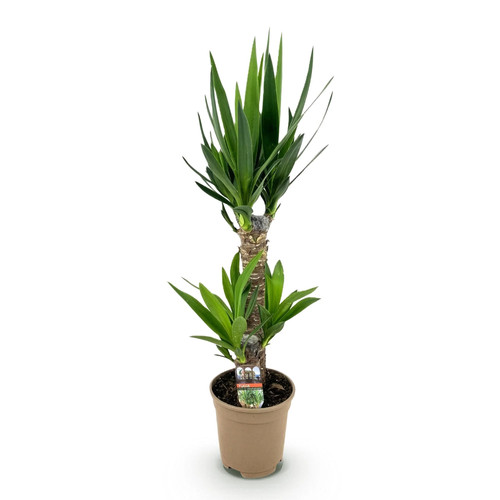 Palmlilie yucca elephantipes - yucca,