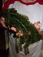 Wasserpest Elodea Densa Pflanzen für den Gartenteich Teich Filterpflanzen Deko