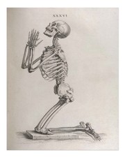 Antike Anatomie Skelett