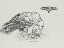 Mäusebussard beim Kröpfen