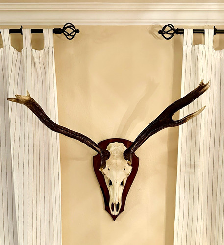 Hirschschädel mit geweih auf - hirschschädel,