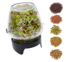 580ml glas sprossenglas set - sprossenglas,