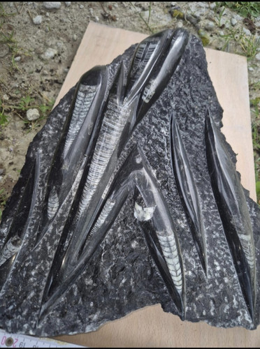 Orthoceras platte mit vielen - platte,