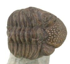 Devon  Geesops schlotheimei