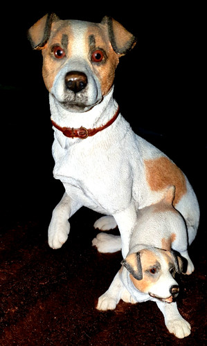 Jack russel with puppy hand - jack,