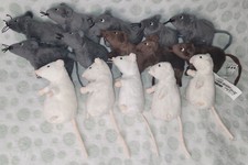 IKEA Maus GOSIG MUS grau braun weiß gebraucht bis Neu  - 15x Auswahl