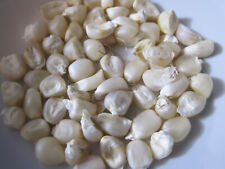 20 Korn  'Bijeli Kukuruz'  Weißer Zahnmais  Mais Ziermais