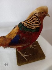 Tierpräparat  Goldfasan 