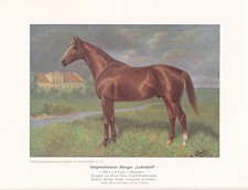 Ostpreußischer Hengst "Lehndorff" Volkers Farbdruck von 1925 Reprint