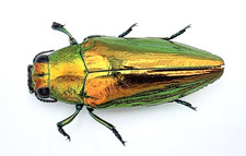 Buprestidae, Philocteanus