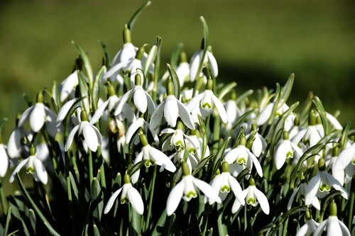 Schneeglöckchen galanthus - schneeglöckchen,