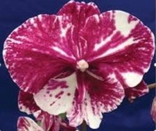 Phalaenopsis Jincheng Surprise Party