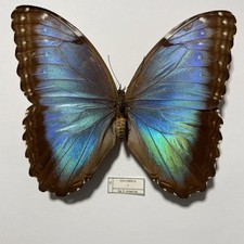Entomologie*Morpho peleides