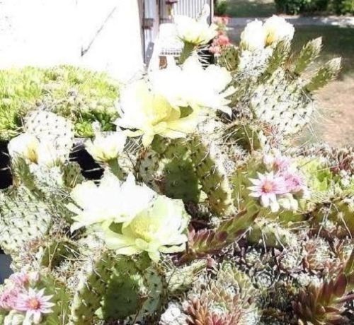 Feigenkaktus exotisch duftende