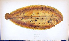 Antiker alter Druck Zitronensohle britischer Fisch (1789-1870) Jonathan Couch Farbe