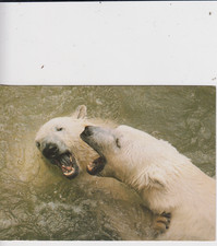 Postkarte Zoo Tierpark 2 Eisbären Eisbär - Verein Freunde der Wilhelma Stuttgart