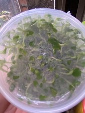 10 Philodendron Verrucosum