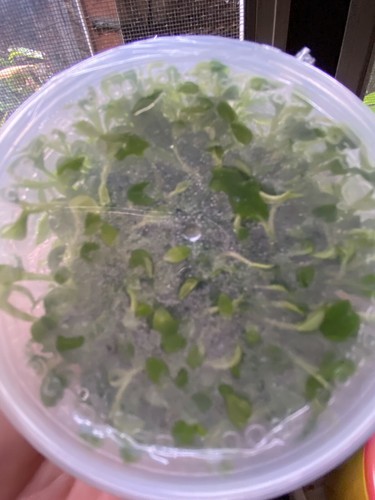 Philodendron verrucosum - 10,