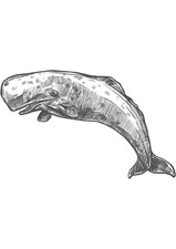 5x car sticker whale sticker