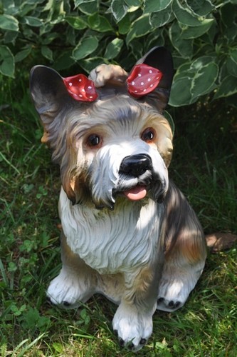 Hund york x 24 - x,