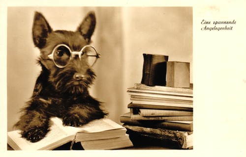 Hund scottish terrier - hund,,