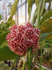Hoya Meliflua
