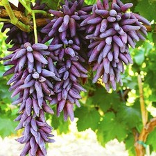 kernlose 2 jährige  Weintraube  Weinrebe Tafeltraube "Halloween"