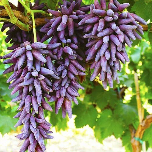 Kernlose weintraube - kernlose,