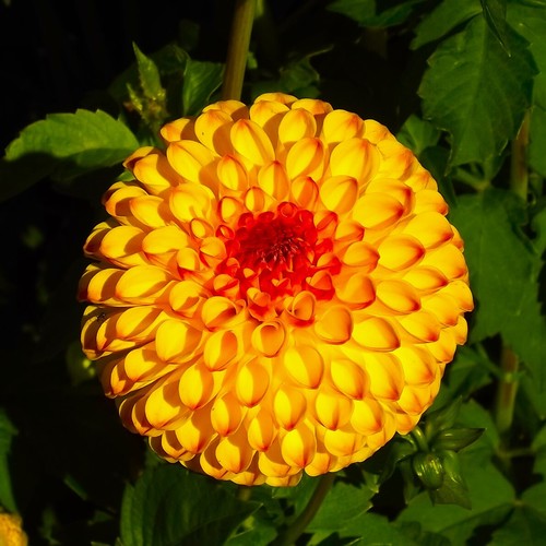 Dahlien - ,