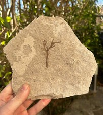 BRACHYPHYLLUM Coniferous