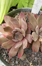 Sempervivum Pompeji  schon was