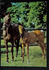 Pferdepostkarte, AK Pferde