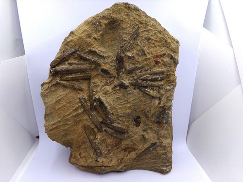 Belemniten fossilien auf bande - belemniten,