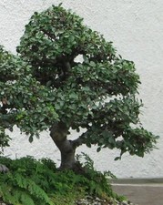 SAMEN Pflanzen Baum BONSAI