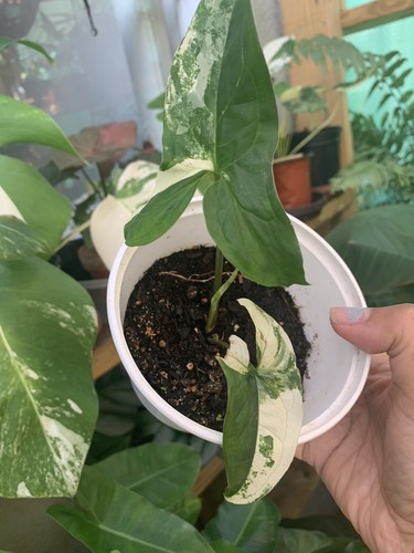 Syngonium albo podophyllum - albo,