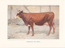 Wittgensteiner Kuh "Halma"