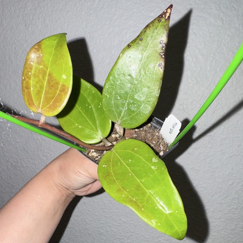 Rigida hoya rare - rigida,,