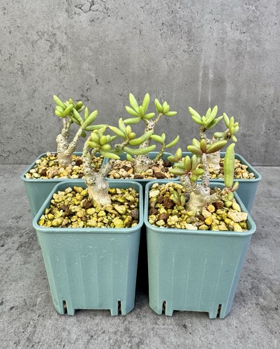 Tylecodon decipiens