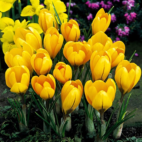 Blumenzwiebeln zwiebeln crocus - blumenzwiebeln,