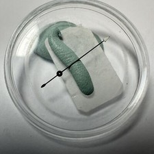 Rolex Daytona Black White