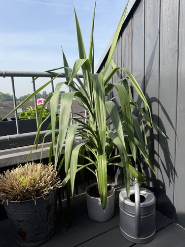 Yucca palme stamm - yucca-palme, |