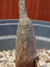 Bombax ellipticum toll
