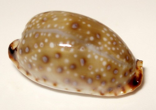 Meeresschnecke cypraea - meeresschnecke,