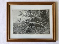 Gerahmt Kunstdruck Fuchs Fähe