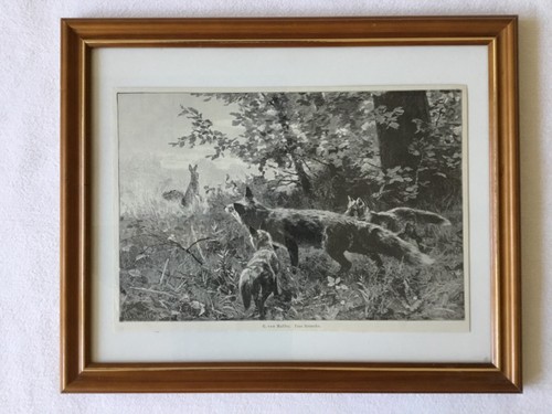 Gerahmt kunstdruck fuchs fähe - gerahmt,