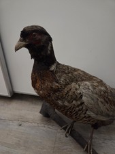 Fasan, Tierpräparat